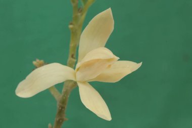 The beauty of a white magnolia flower in bloom. This fragrant flower has the scientific name Michelia champaca.  clipart