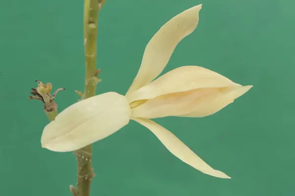 stock image The beauty of a white magnolia flower in bloom. This fragrant flower has the scientific name Michelia champaca. 