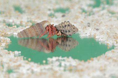 Reflection of the beauty of two hermit crabs. This animal whose habitat is on the edge of a sandy beach has the scientific name Paguroidea sp. clipart