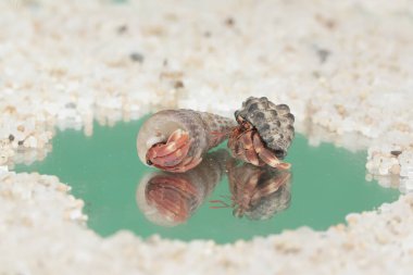 Reflection of the beauty of two hermit crabs. This animal whose habitat is on the edge of a sandy beach has the scientific name Paguroidea sp. clipart