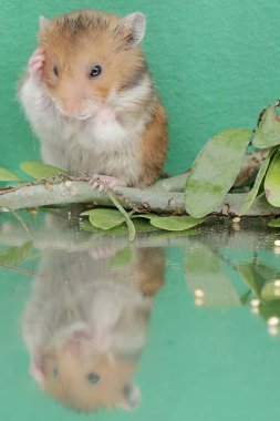 Küçük bir gölde yiyecek arayan Campbell cüce hamsterının yansıması. Bu kemirgenin bilimsel adı Phodopus kampbelli..