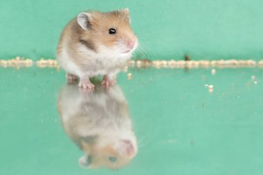 Reflection of a Campbell dwarf hamster looking for food in a small pond. This rodent has the scientific name Phodopus campbelli. clipart