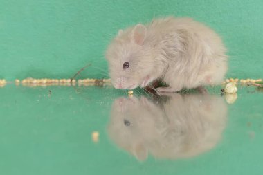 Küçük bir gölde yiyecek arayan Campbell cüce hamsterının yansıması. Bu kemirgenin bilimsel adı Phodopus kampbelli..