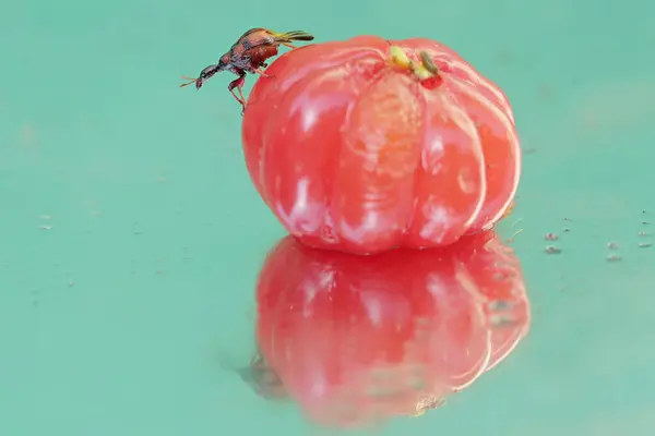 stock image A giraffe weevil is eating a ripe Surinam cherry that has fallen into a small pond. This insect has the scientific name Apoderus tranquebaricus.