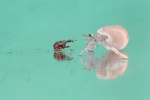 stock image A giraffe weevil encounters a hermit crab while foraging. This insect has the scientific name Apoderus tranquebaricus.