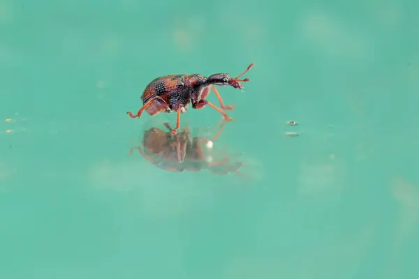 stock image A giraffe weevil is eating a ripe Surinam cherry that has fallen into a small pond. This insect has the scientific name Apoderus tranquebaricus.