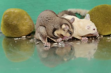 Bir çift yetişkin planör yere düşen ayçiçeği tohumlarını yiyorlar. Bu memelinin bilimsel adı Petaurus breviceps.