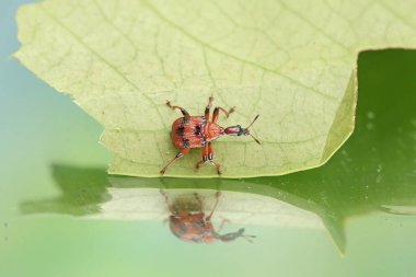 Bir zürafa buğday biti genç bir yaprağı yiyor. Bu böceğin bilimsel adı Apoderus tranquebaricus..