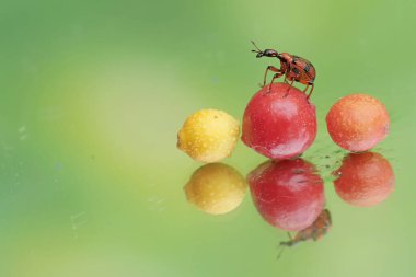 Bir zürafa bitkisi yere düşen yabani bitkileri yiyor. Bu böceğin bilimsel adı Apoderus tranquebaricus..