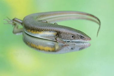Yaygın bir güneş lekesi günlük aktivitelerine başlamadan önce güneşleniyor. Bu sürüngenin bilimsel adı Mabouya multifasciata.. 