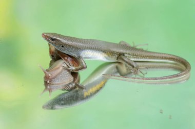 An adulit common sun skink is ready to prey on an escargot. This reptile has the scientific name Mabouya multifasciata. clipart