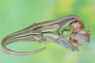 An adulit common sun skink is ready to prey on an escargot. This reptile has the scientific name Mabouya multifasciata. clipart