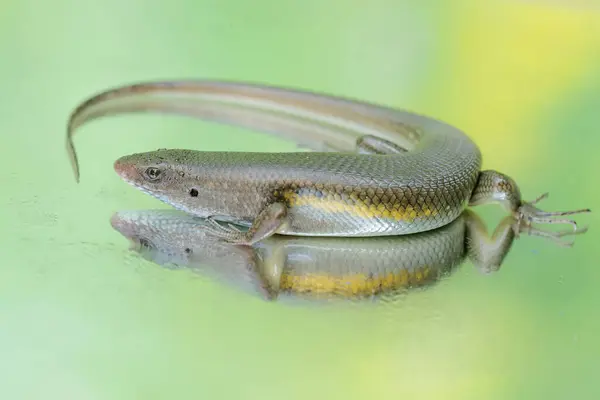 stock image An adulit common sun skink is sunbathing before starting his daily activities. This reptile has the scientific name Mabouya multifasciata. 