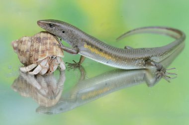 An adult common sun skink is ready to fight with a hermit crab for territory. This reptile has the scientific name Mabouya multifasciata. clipart