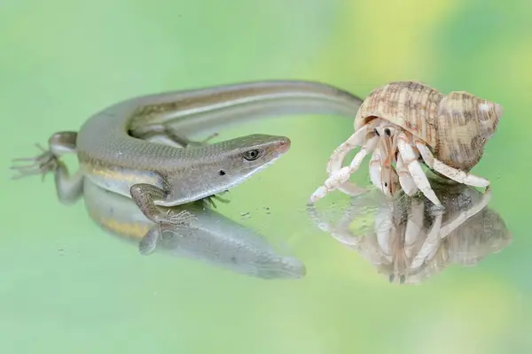 stock image An adult common sun skink is ready to fight with a hermit crab for territory. This reptile has the scientific name Mabouya multifasciata.