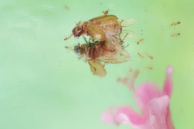 Bir Noel böceği (Anolognathus sp) leşi bir kırmızı karınca kolonisi tarafından kuşatılmaktadır. Bu böcek aynı zamanda Böcek Böceği olarak da bilinir..