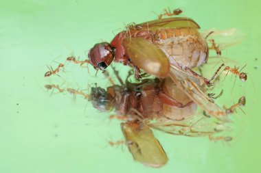 Bir Noel böceği (Anolognathus sp) leşi bir kırmızı karınca kolonisi tarafından kuşatılmaktadır. Bu böcek aynı zamanda Böcek Böceği olarak da bilinir..