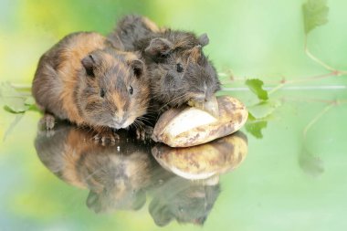 A pair of guinea pigs are eating a ripe banana that have fallen to the ground. This rodent mammal has the scientific name Cavia porcellus. clipart