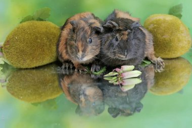 Bir çift kobay dinleniyor. Bu kemirgen memelinin bilimsel adı Cavia Porcellus..