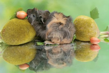 Yetişkin bir kobay, yere düşen olgun bir fıstık ezmesi meyvesini yer. Bu kemirgen memelinin bilimsel adı Cavia Porcellus..