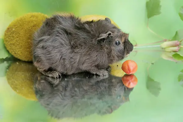 stock image An adult guinea pig eats a ripe peanut butter fruit that has fallen to the ground. This rodent mammal has the scientific name Cavia porcellus.