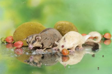 Yetişkin bir çift planör yere düşen olgun bir fıstık ezmesi meyvesini yiyor. Bu memelinin bilimsel adı Petaurus breviceps.