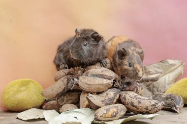 A pair of guinea pigs are eating bunches of ripe bananas that have fallen to the ground. This rodent mammal has the scientific name Cavia porcellus. clipart