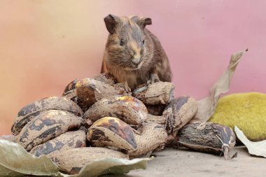 A guinea pig is eating a bunch of ripe bananas that have fallen to the ground. This rodent mammal has the scientific name Cavia porcellus. clipart