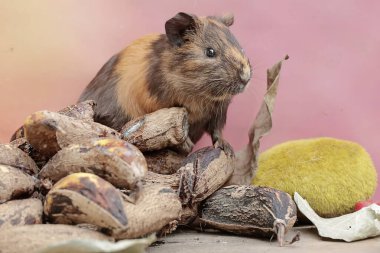 A guinea pig is eating a bunch of ripe bananas that have fallen to the ground. This rodent mammal has the scientific name Cavia porcellus. clipart