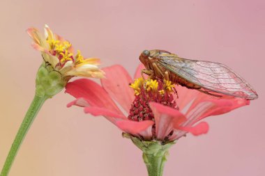 An evening cicada is perched on wildflower. This insect has the scientific name Tanna japonensis. clipart