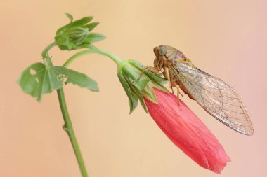 An evening cicada is perched on wildflower. This insect has the scientific name Tanna japonensis. clipart