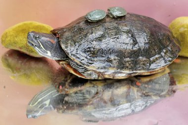 Yetişkin kırmızı kulaklı bir kaplumbağa iki bebeğini korurken güneşleniyor. Bu sürüngenin bilimsel adı Trachemys scripta elegans.