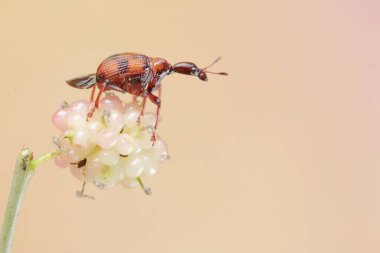 A giraffe weevil is looking for food in mulberry fruit. This insect has the scientific name Apoderus tranquebaricus. clipart