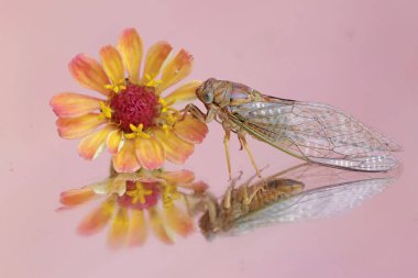 Bir ağustos böceğinin yansımasının güzelliği. Bu böceğin bilimsel adı Tanna japonensis.