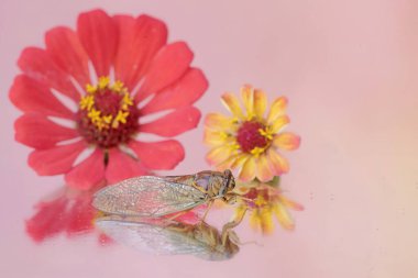 The beauty of an evening cicada's reflection. This insect has the scientific name Tanna japonensis. clipart