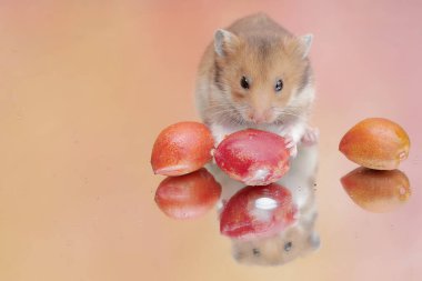 Campbell cüce hamsterı olgun fıstık ezmesi yiyor. Bu kemirgenin bilimsel adı Phodopus kampbelli..