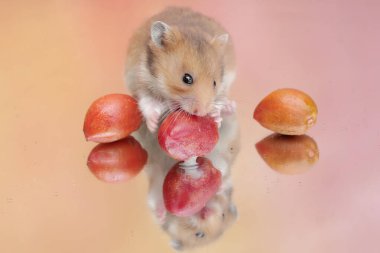 Campbell cüce hamsterı olgun fıstık ezmesi yiyor. Bu kemirgenin bilimsel adı Phodopus kampbelli..