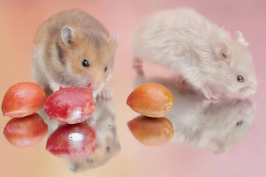 Bir çift Campbell cüce hamsterı olgun fıstık ezmesi yiyor. Bu kemirgenin bilimsel adı Phodopus kampbelli..