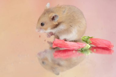 Bir Campbell cüce hamsterı yabani bitki çiçekleri yiyor. Bu kemirgenin bilimsel adı Phodopus kampbelli..