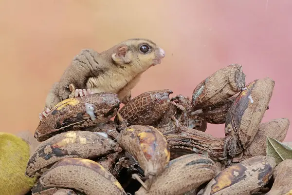 Yetişkin bir şeker planörü yere düşmüş bir sürü olgun muz yer. Bu memelinin bilimsel adı Petaurus breviceps.