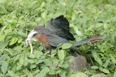 A young chestnut-breasted malkoha is preying on a common sun skink. This beautifully colored bird has the scientific name Phaenicophaeus curvirostris. clipart