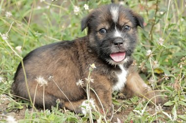 Çayırda bir köpek yavrusu oynuyor. Genellikle evcil hayvan olarak kullanılan memelilerin bilimsel adı Canis lupus familiaris 'dir..
