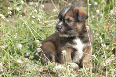 Çayırda bir köpek yavrusu oynuyor. Genellikle evcil hayvan olarak kullanılan memelilerin bilimsel adı Canis lupus familiaris 'dir..