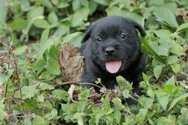 Çayırda bir köpek yavrusu oynuyor. Genellikle evcil hayvan olarak kullanılan memelilerin bilimsel adı Canis lupus familiaris 'dir..