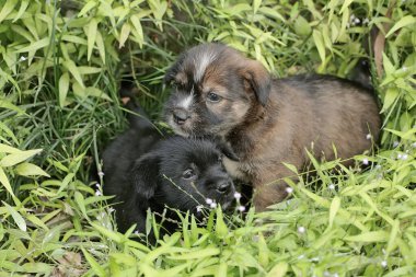 İki sevimli köpek yavrusu çayırda dinleniyor. Genellikle evcil hayvan olarak kullanılan memelilerin bilimsel adı Canis lupus familiaris 'dir..