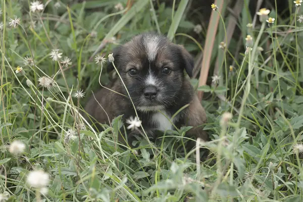 Çayırda bir köpek yavrusu oynuyor. Genellikle evcil hayvan olarak kullanılan memelilerin bilimsel adı Canis lupus familiaris 'dir..