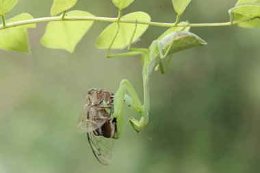 Yeşil bir peygamber devesi ağustos böceğini avlıyor. Bu böceğin bilimsel adı hiyerodula sp.
