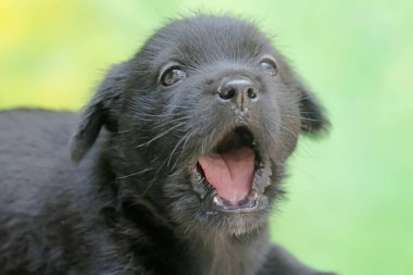 Bir köpek yavrusunun yüzündeki sevimli ve sevimli ifadeler. Genellikle evcil hayvan olarak kullanılan memelilerin bilimsel adı Canis lupus familiaris 'dir..