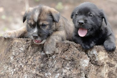 İki sevimli yavru ağaç gövdesinde dinleniyor. Genellikle evcil hayvan olarak kullanılan memelilerin bilimsel adı Canis lupus familiaris 'dir..