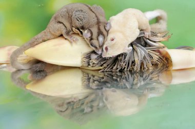 Bir çift yetişkin planör yere düşmüş muz çiçekleri yiyor. Bu memelinin bilimsel adı Petaurus breviceps.